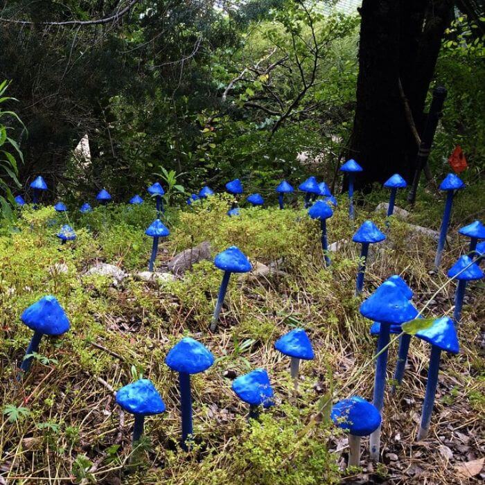 Sky Blue Mushrooms