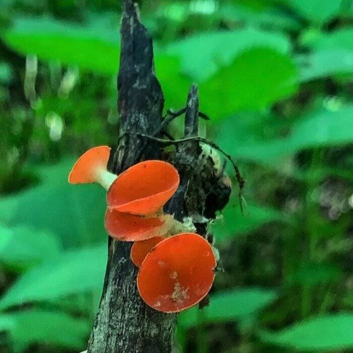 Stalked Scarlet Cup