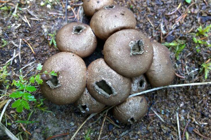 Stump Puffballs