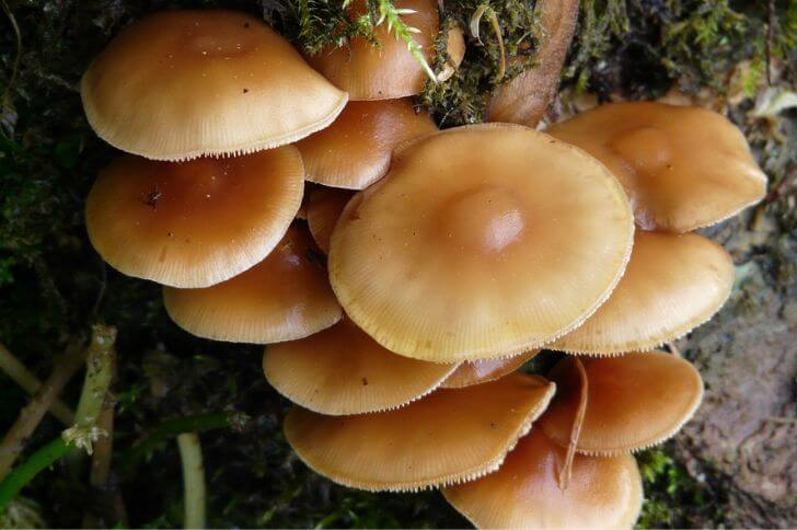 Velvet Foot mushrooms