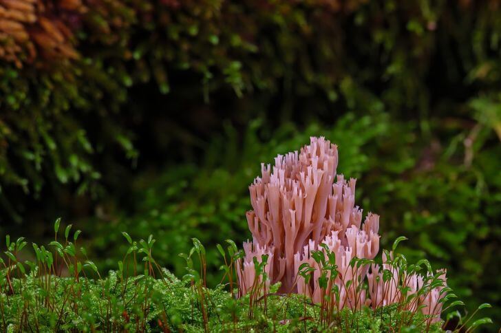 Violet Coral Fungus