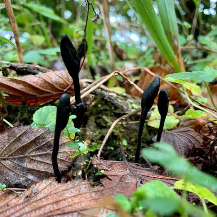  Viscid Black Earth Tongue