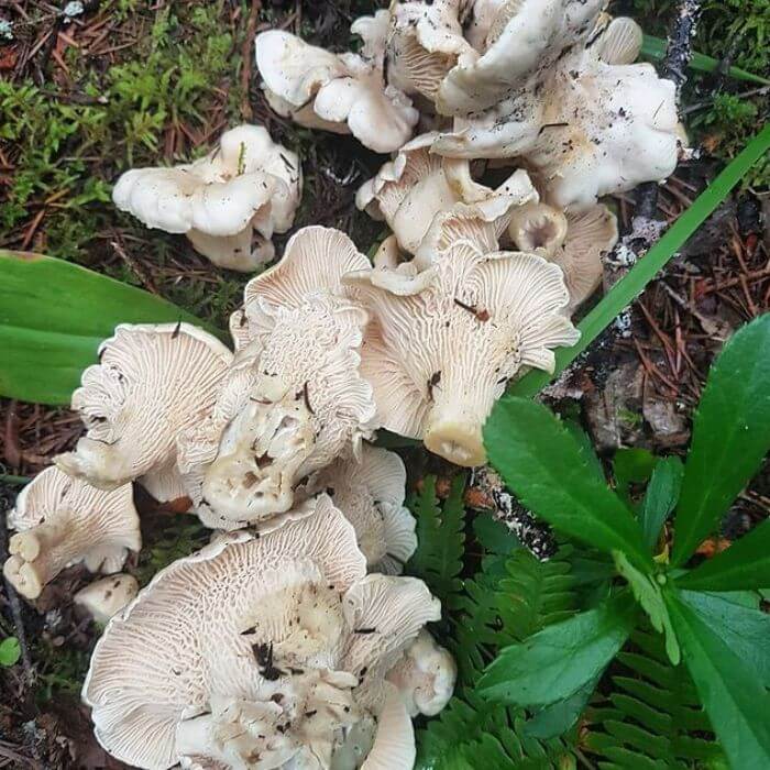 White Chanterelles