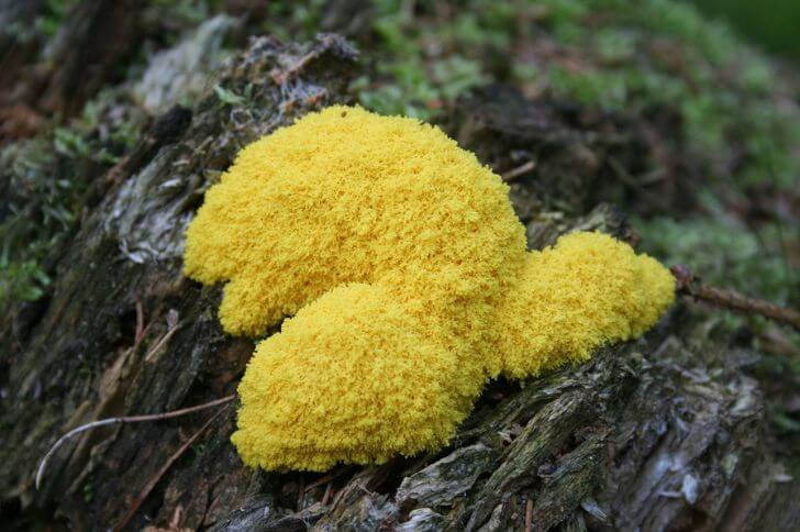  Witch’s Butter