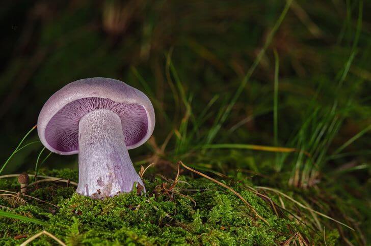 Wood Blewit 