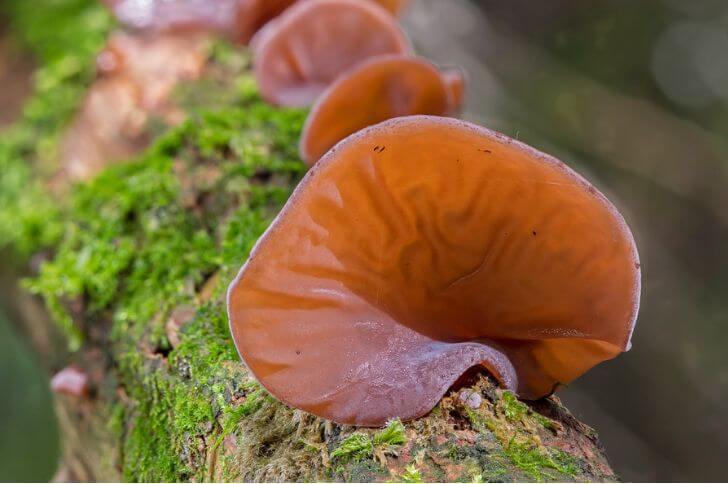 Wood Ear