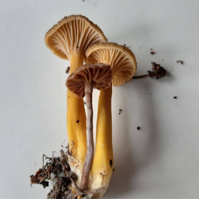 YellowFoot Mushrooms