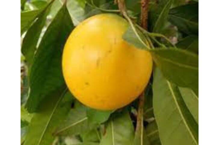 abiu fruit