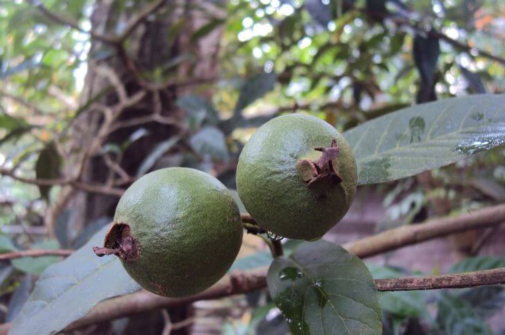 arrayan fruit