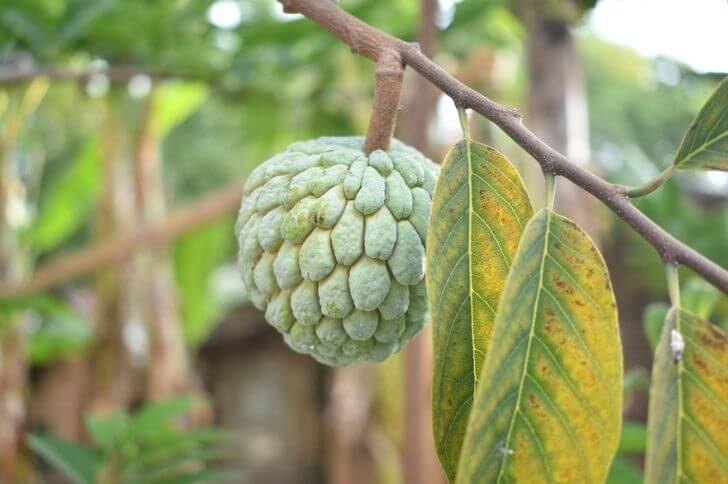 atis fruit