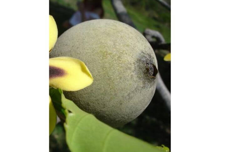 huito fruit