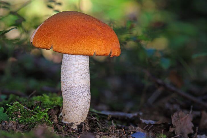 Birch Bolete Mushroom