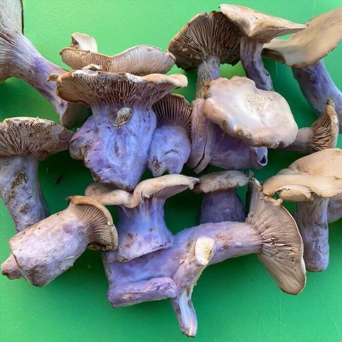 Blue Foot Mushrooms 