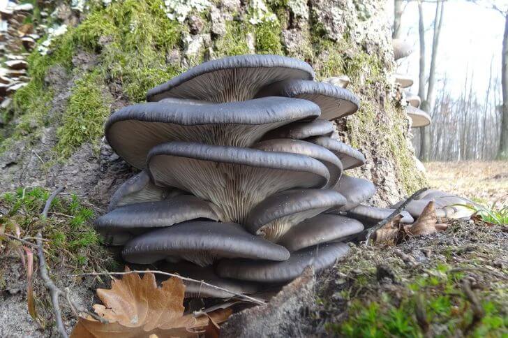 Blue Oyster Mushroom