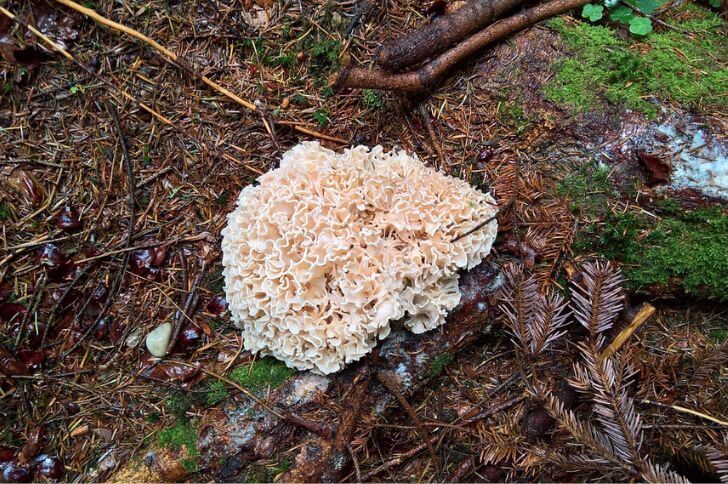  Cauliflower mushrooms 