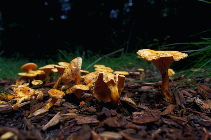 Chanterelles