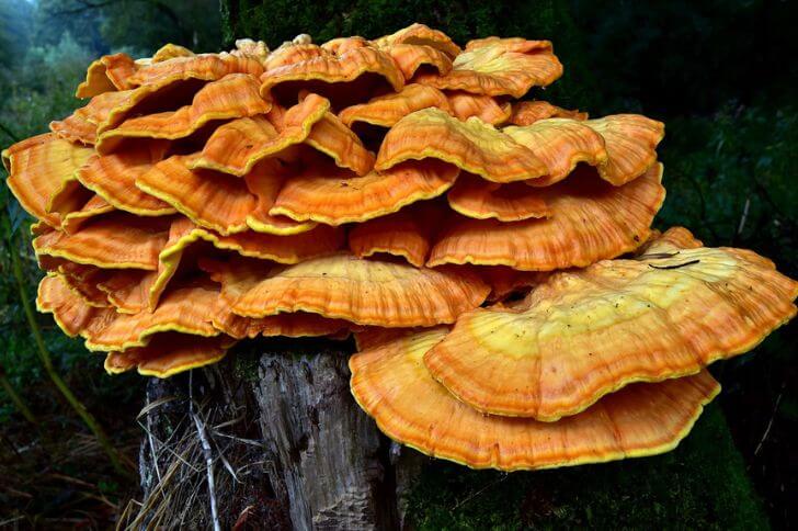 Chicken of the Woods 