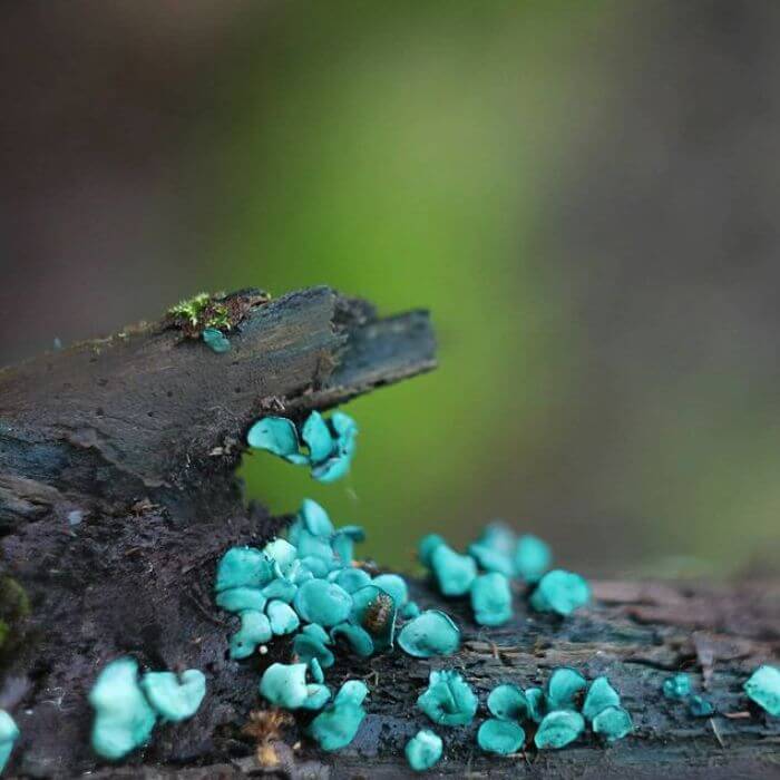 Chlorociboria Aeruginascens