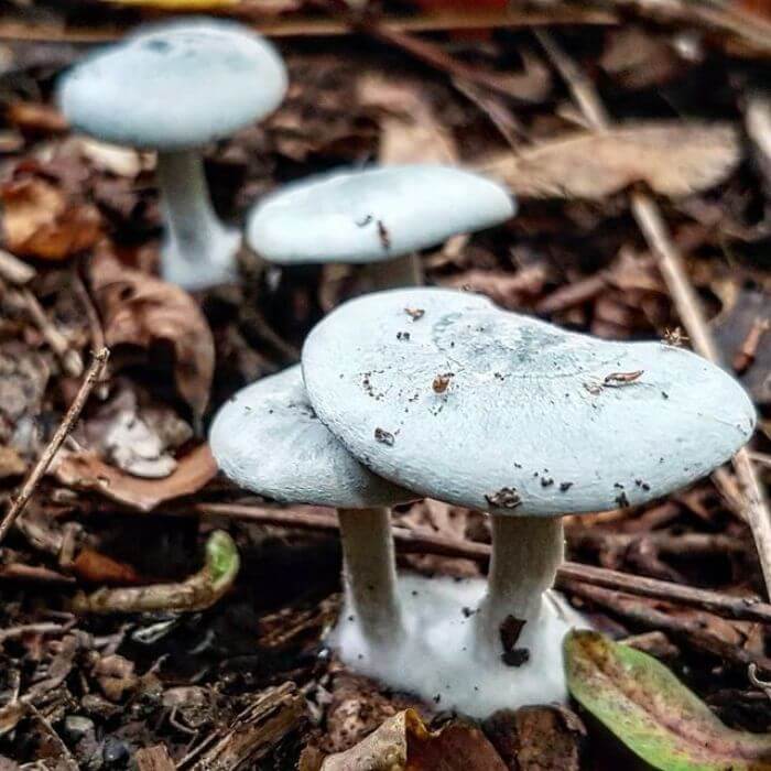 Clitocybe Odora