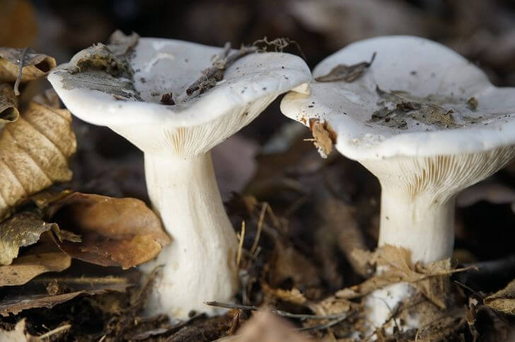 Clitocybe Robusta