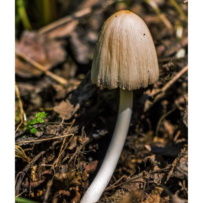 Common Ink Cap Mushroom