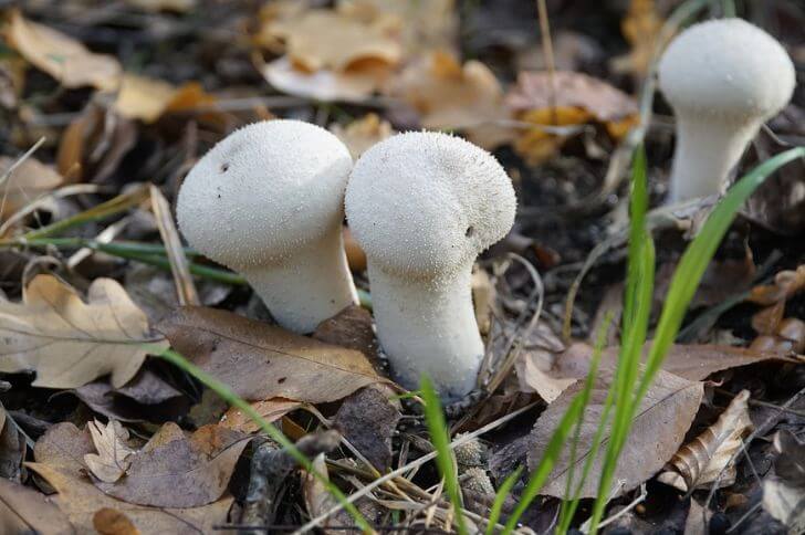 Common Puffball 