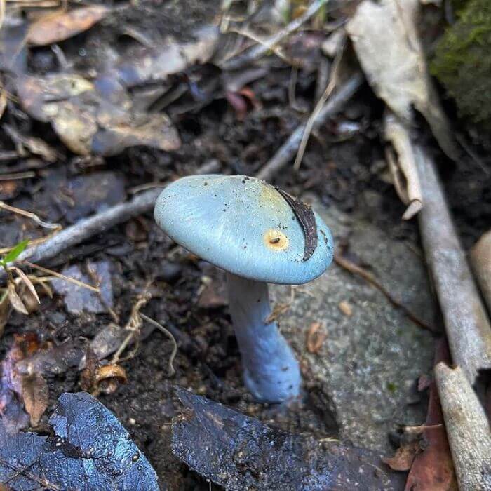 Cortinarius Rotundisporus