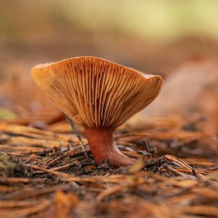 Curry Milkcap