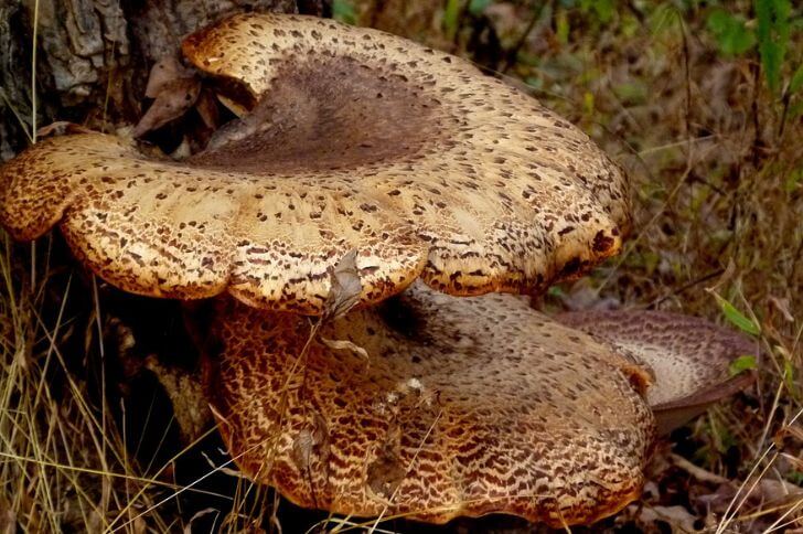 Dryad’s Saddle