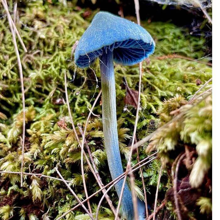 Entoloma Hochstetteri