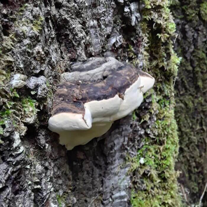 Fomitopsis mounceae