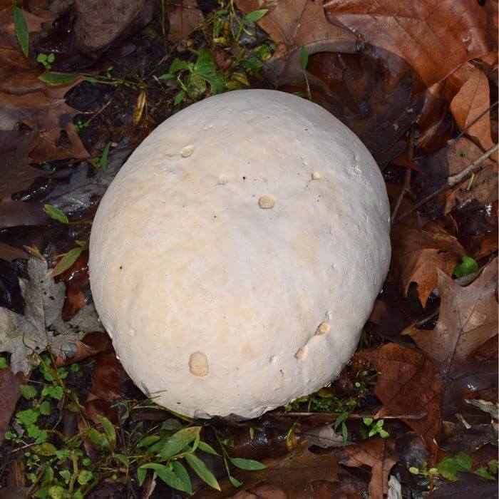 Giant Puffball 