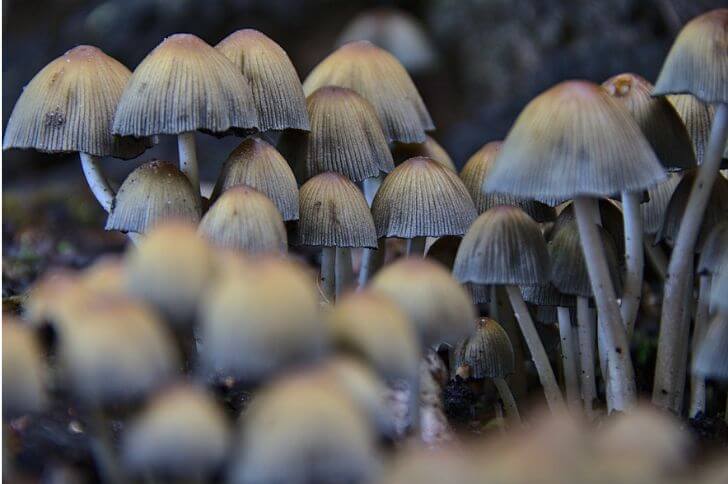 Gray Inkcap