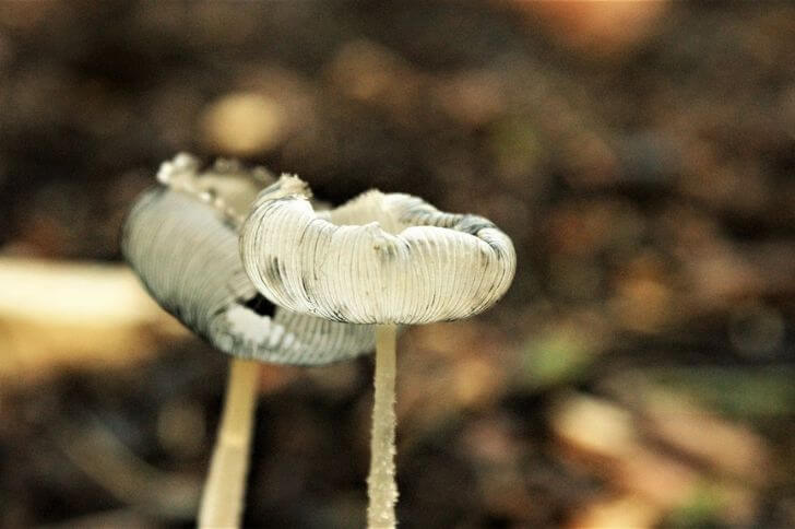 Harefoot Mushroom