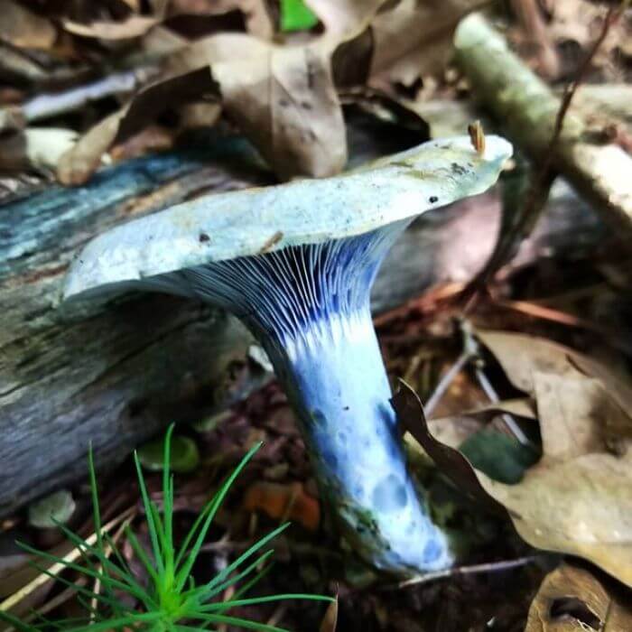  Indigo Milk Cap