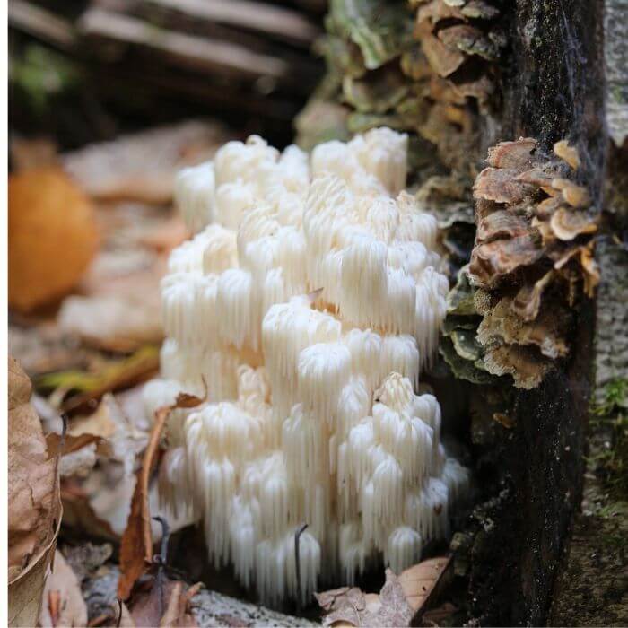 Lion’s Mane Mushroom