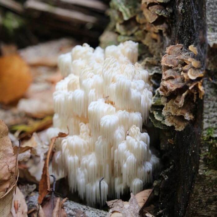 Lion’s Mane