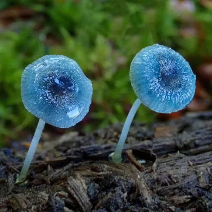 Mycena Interrupta