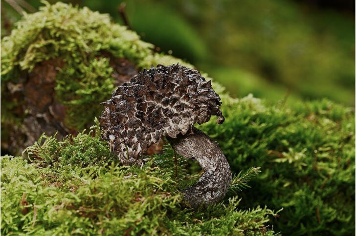 Old Man of the Woods 