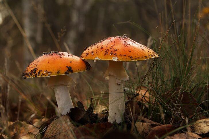 Orange Fly Agaric 