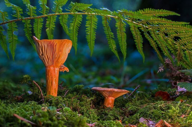 Orange Milkcap Mushrooms