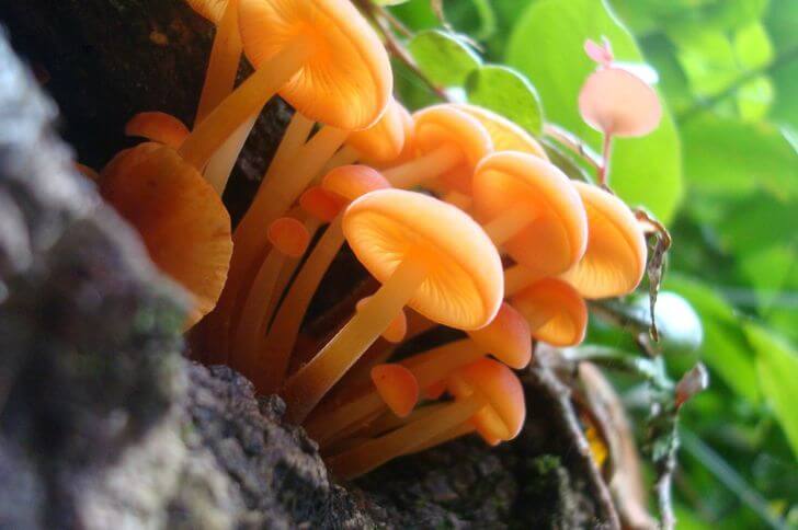 Orange Mycena