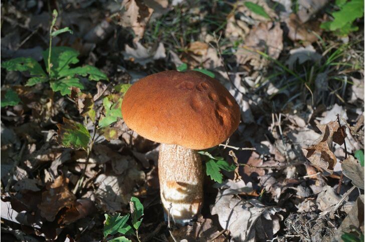 Orange Oak Bolete Mushroom