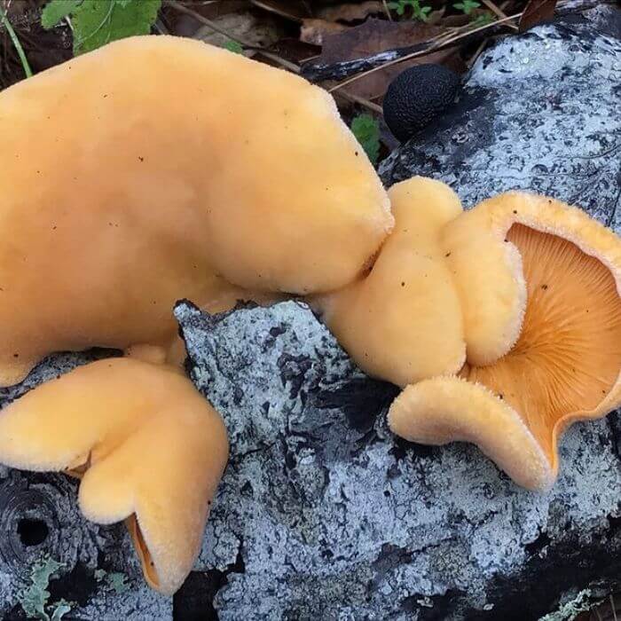 Orange Oyster Mushroom