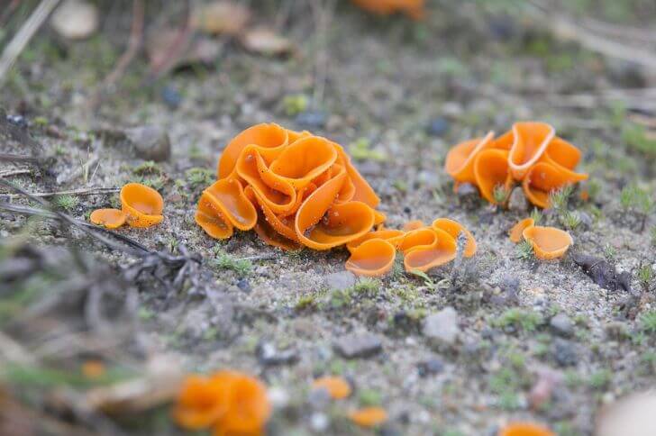  Orange Peel Fungus