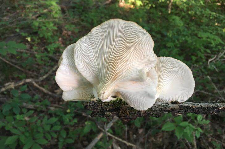 Oyster Mushrooms