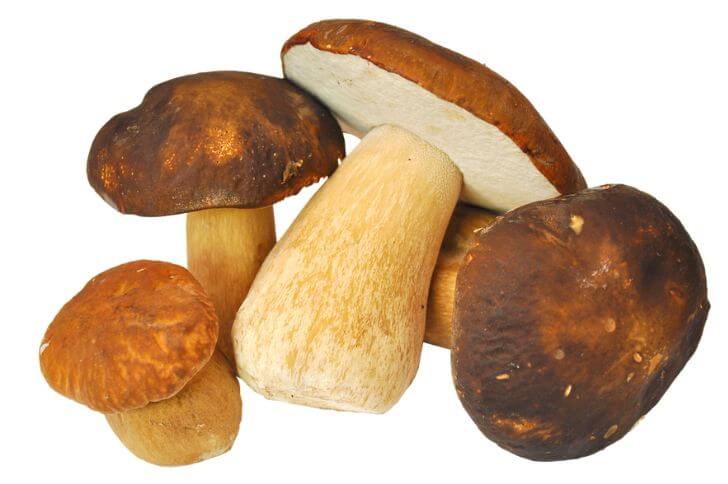  Porcini Mushrooms