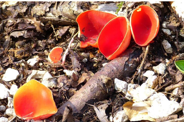 Scarlet cup 