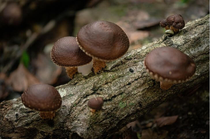 Shiitake mushrooms