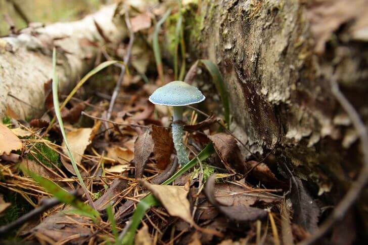 Stropharia Aeruginosa